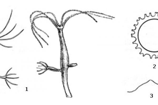Kra26.cc